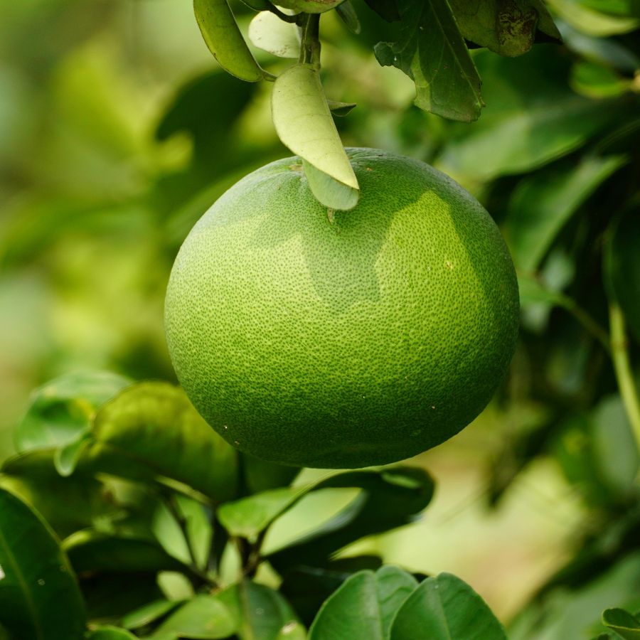 Bưởi