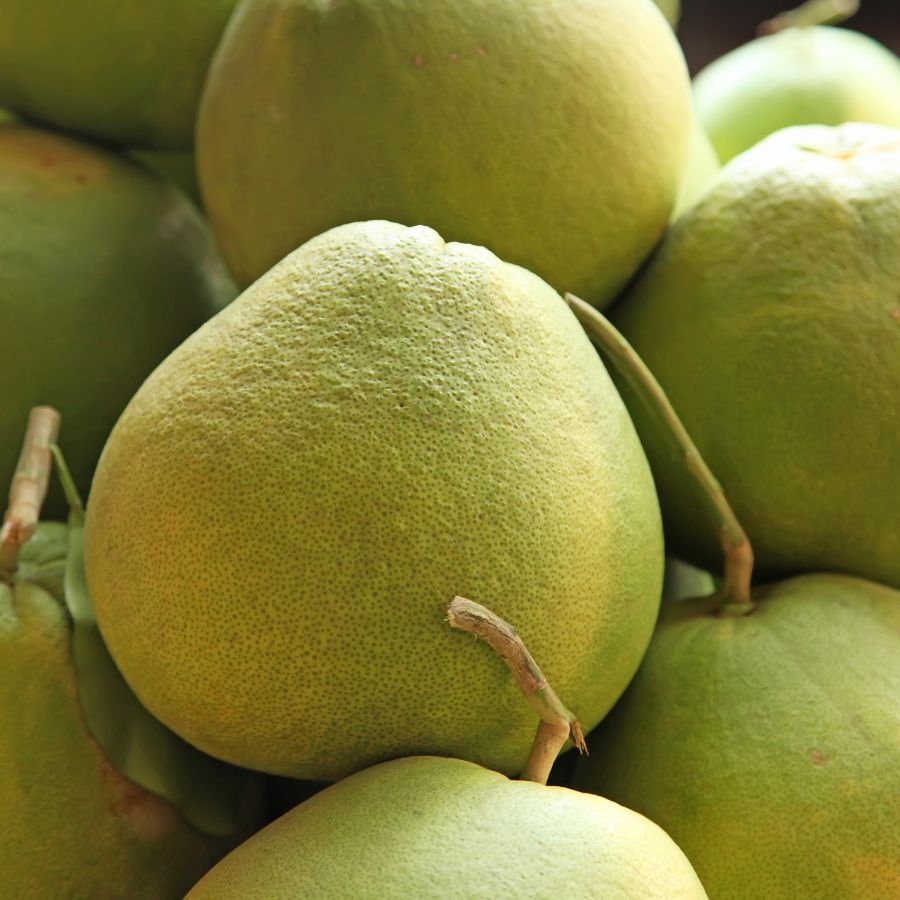 Bưởi