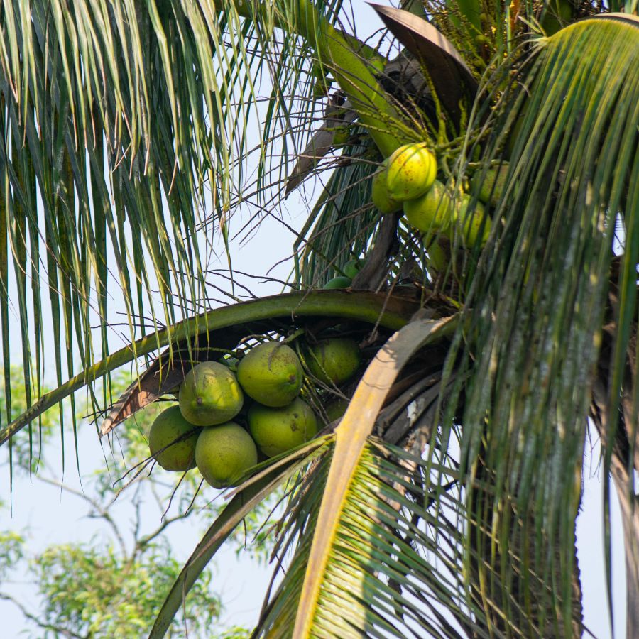 Dừa tươi