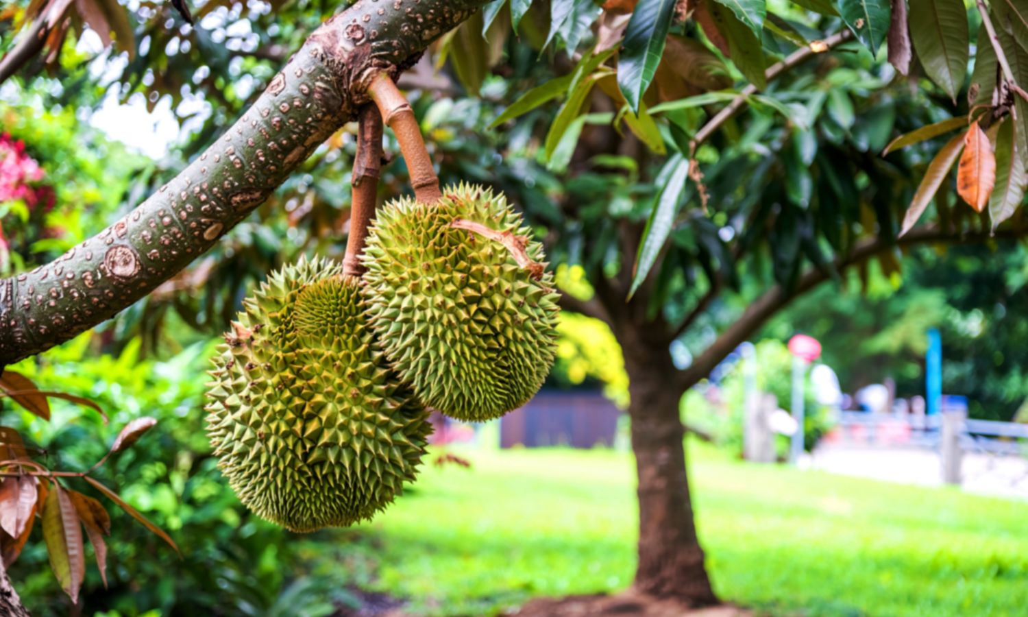 Xuất khẩu sầu riêng Việt Nam